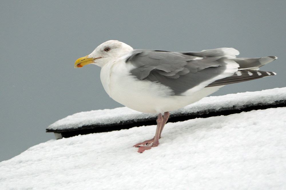 Click to see a larger image. Glaucous-winged Gull